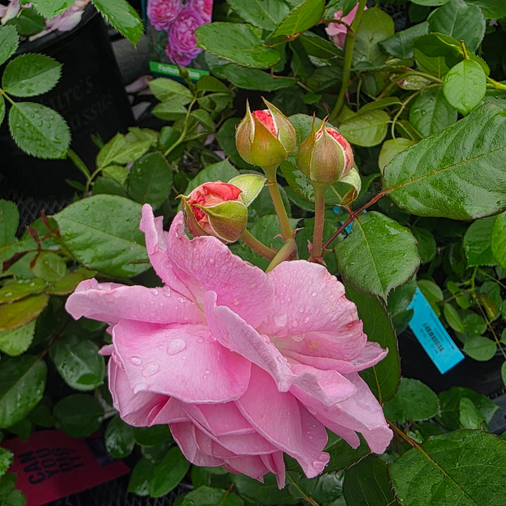 Parfuma® Summer Romance™ Rose