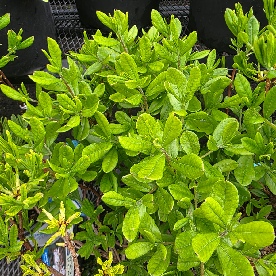 Swamp Azalea
