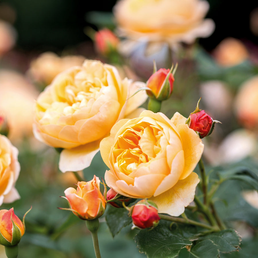 David Austin Roald Dahl® Rose