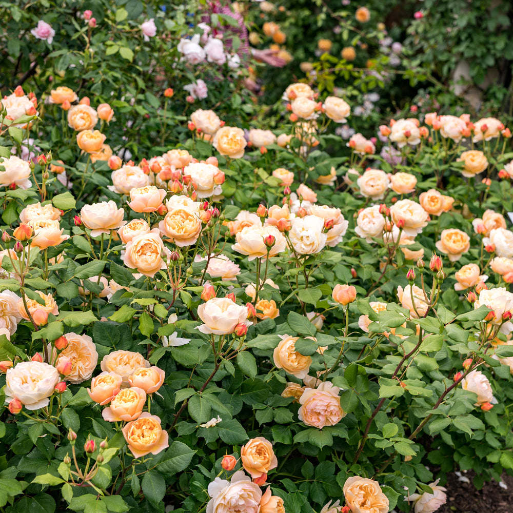 David Austin Roald Dahl® Rose
