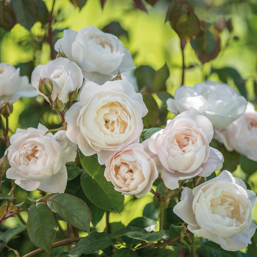 David Austin Desdemona® Rose
