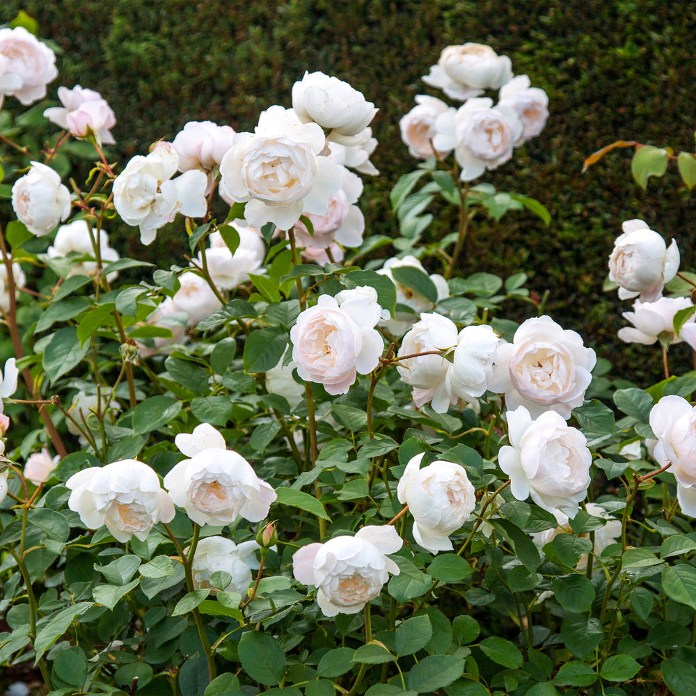 David Austin Desdemona® Rose