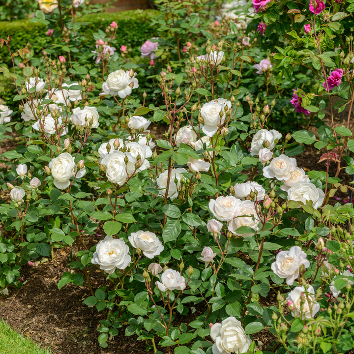 David Austin Desdemona® Rose