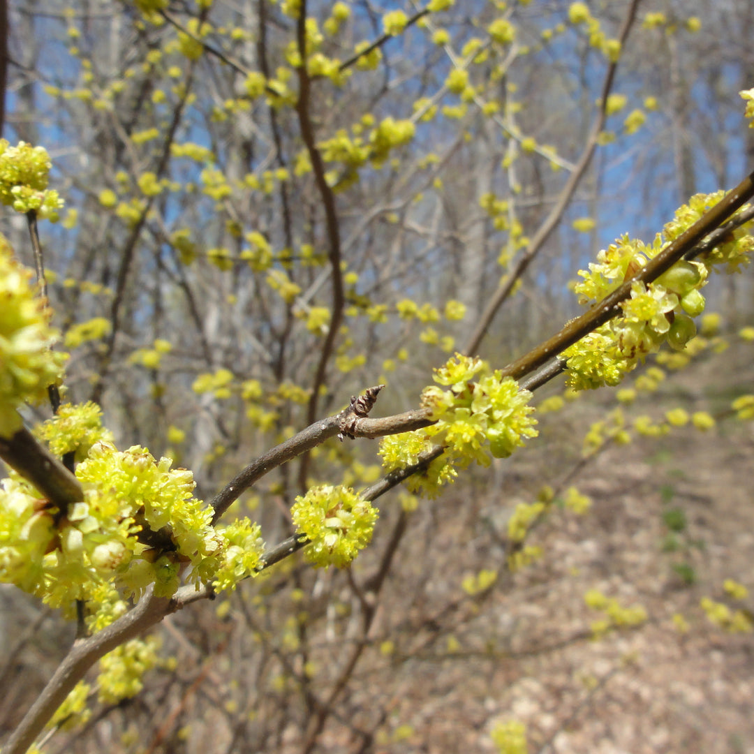 Spicebush