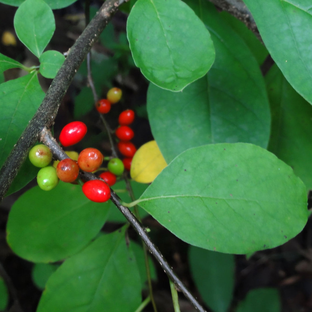 Spicebush