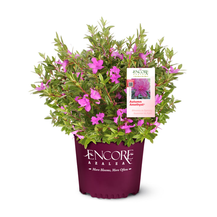Autumn Amethyst® Encore Azalea