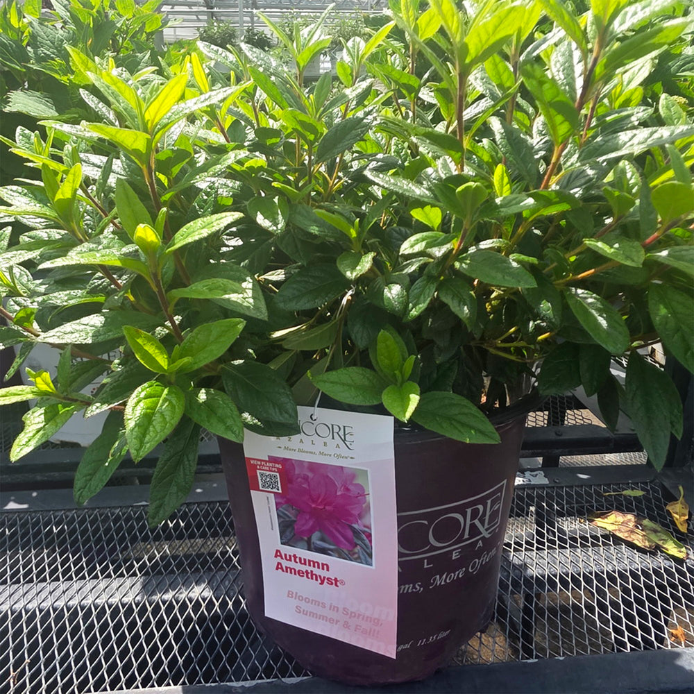 Autumn Amethyst® Encore Azalea