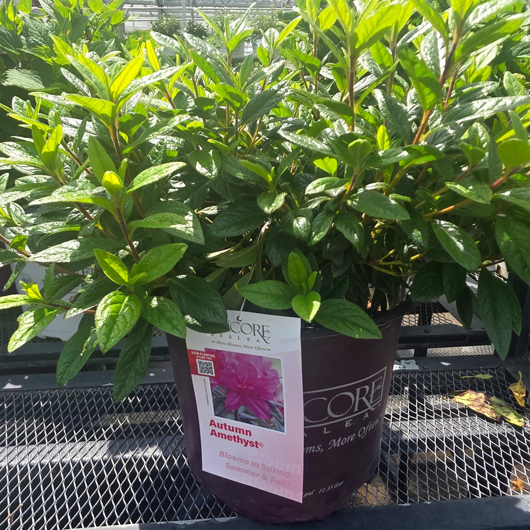 Autumn Amethyst® Encore Azalea