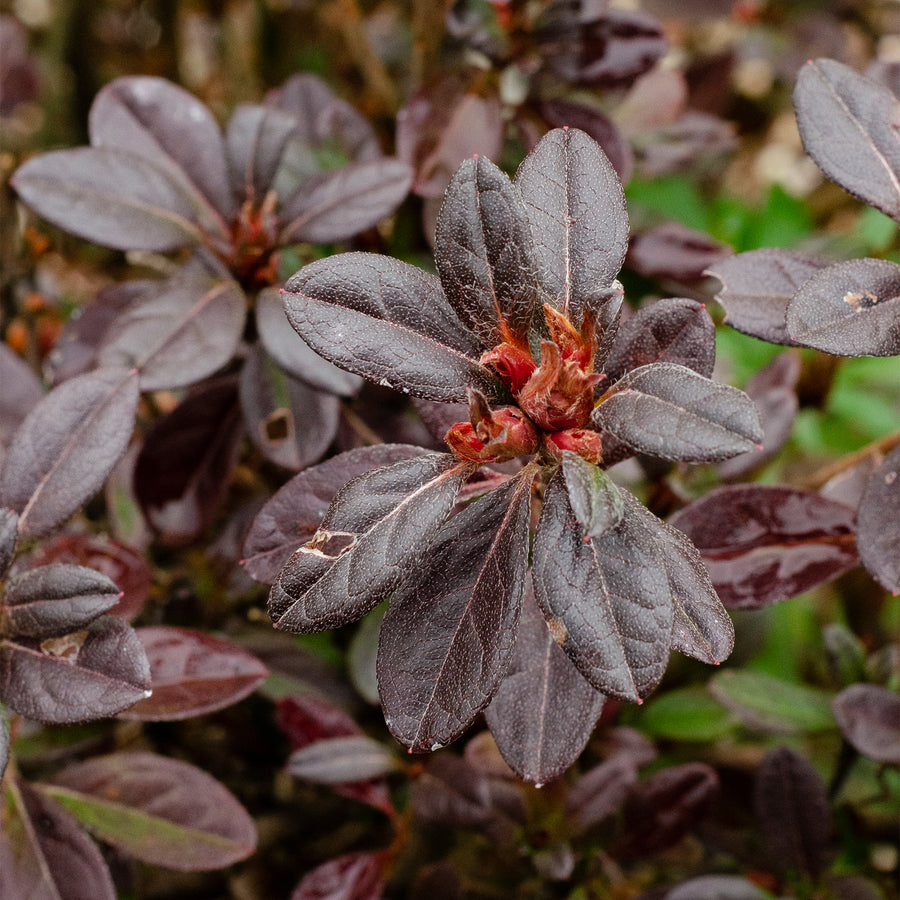 Autumn Amethyst® Encore Azalea