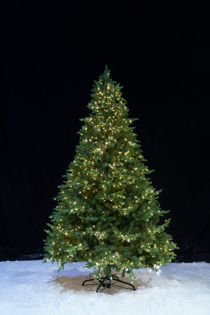 Alberta Spruce DEMO