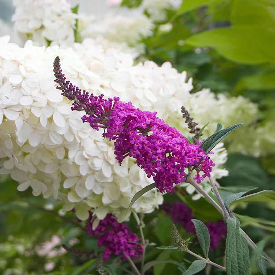 Miss Ruby Butterfly Bush
