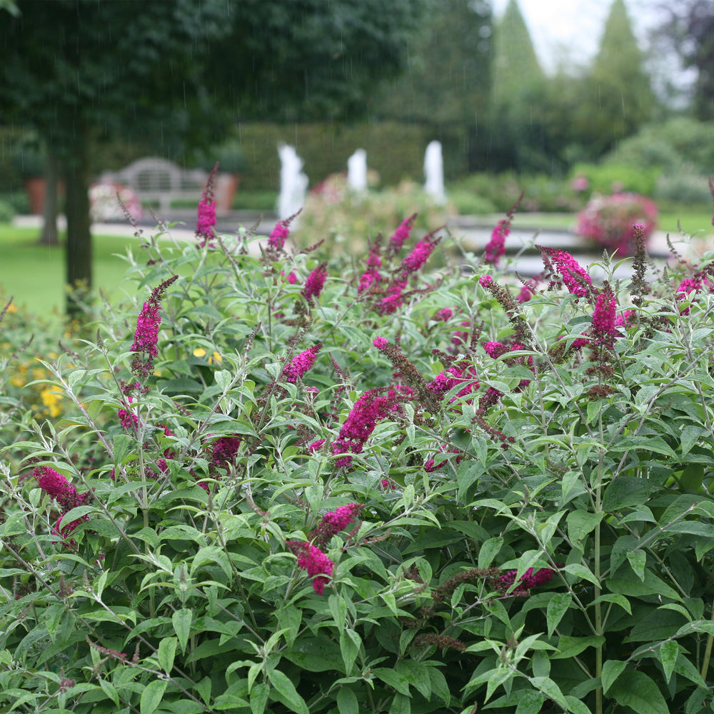 Miss Ruby Butterfly Bush