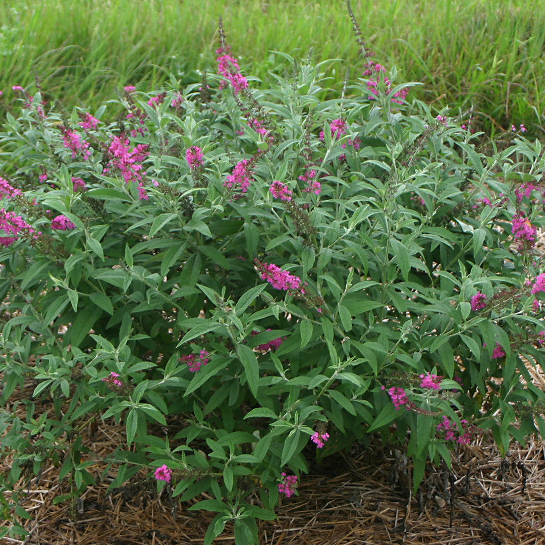 Miss Ruby Butterfly Bush