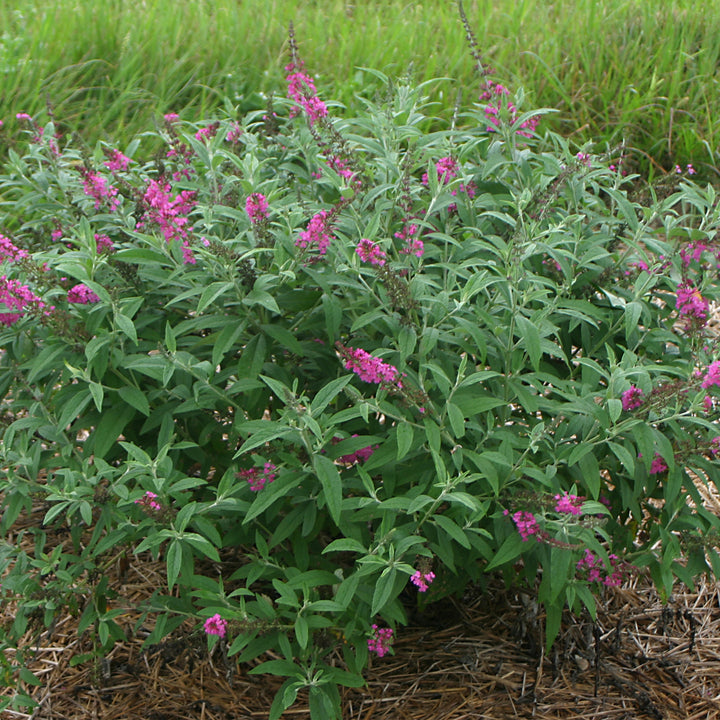 Miss Ruby Butterfly Bush