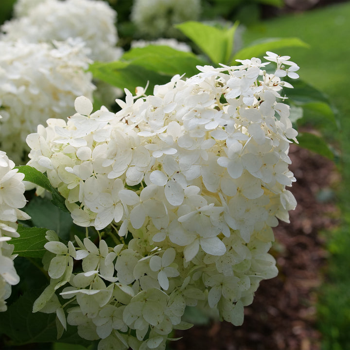 Puffer Fish® Panicle Hydrangea