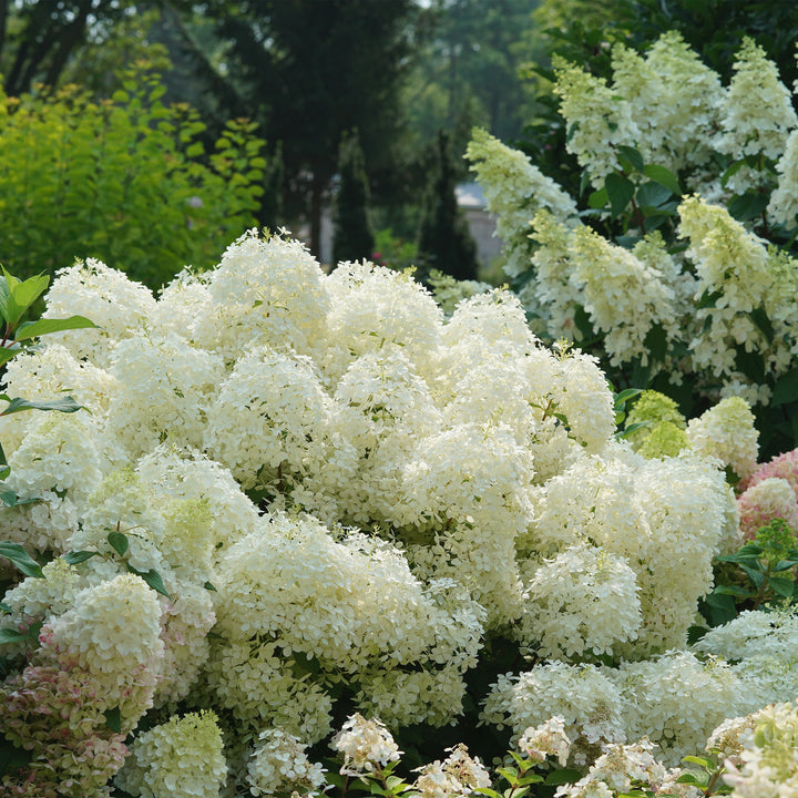 Puffer Fish® Panicle Hydrangea