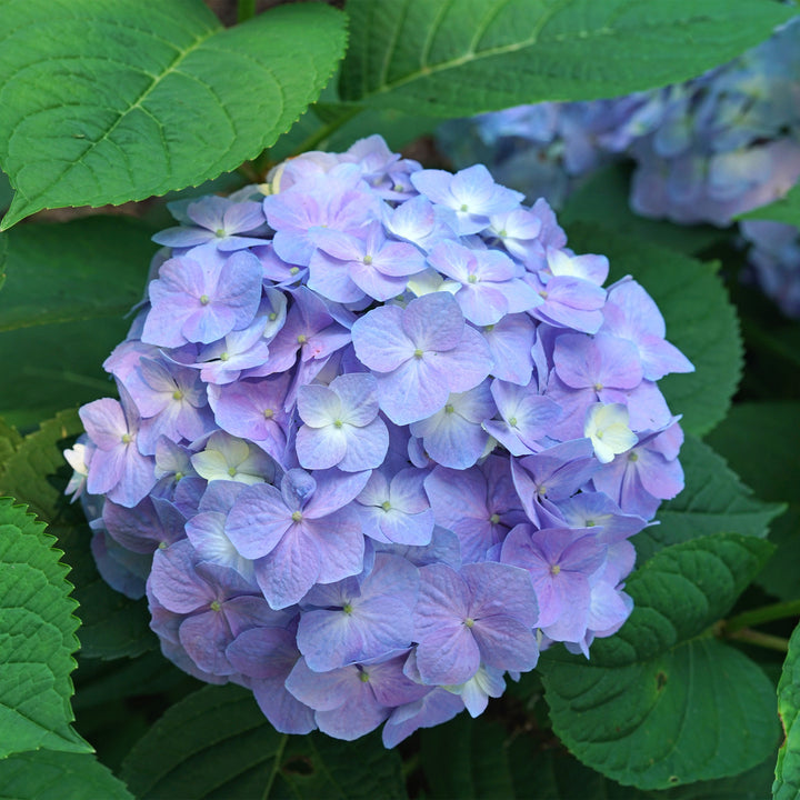 Let's Dance Sky View® Reblooming Hydrangea