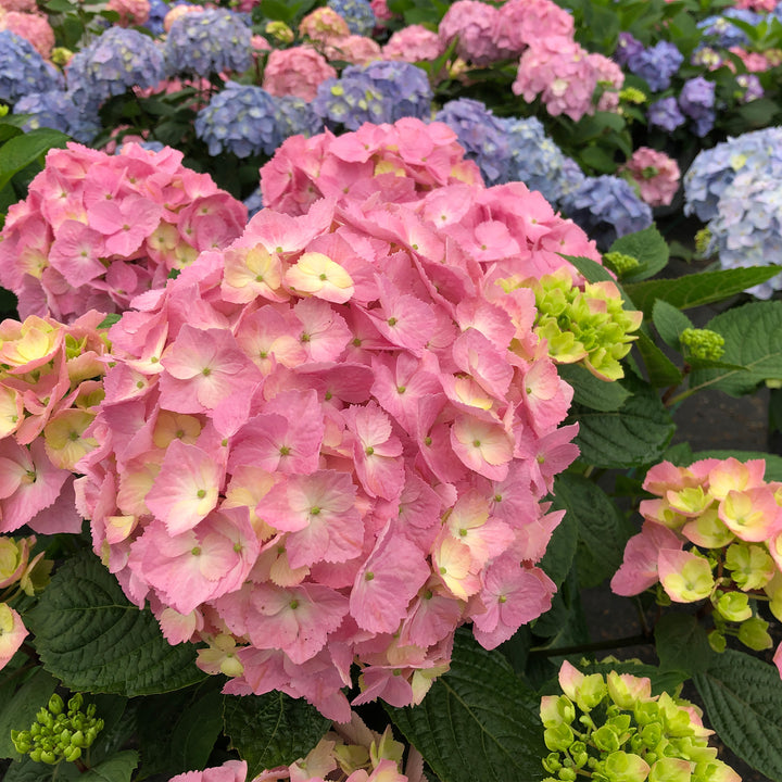 Let's Dance Sky View® Reblooming Hydrangea