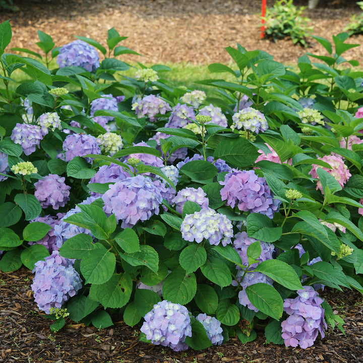 Let's Dance Sky View® Reblooming Hydrangea