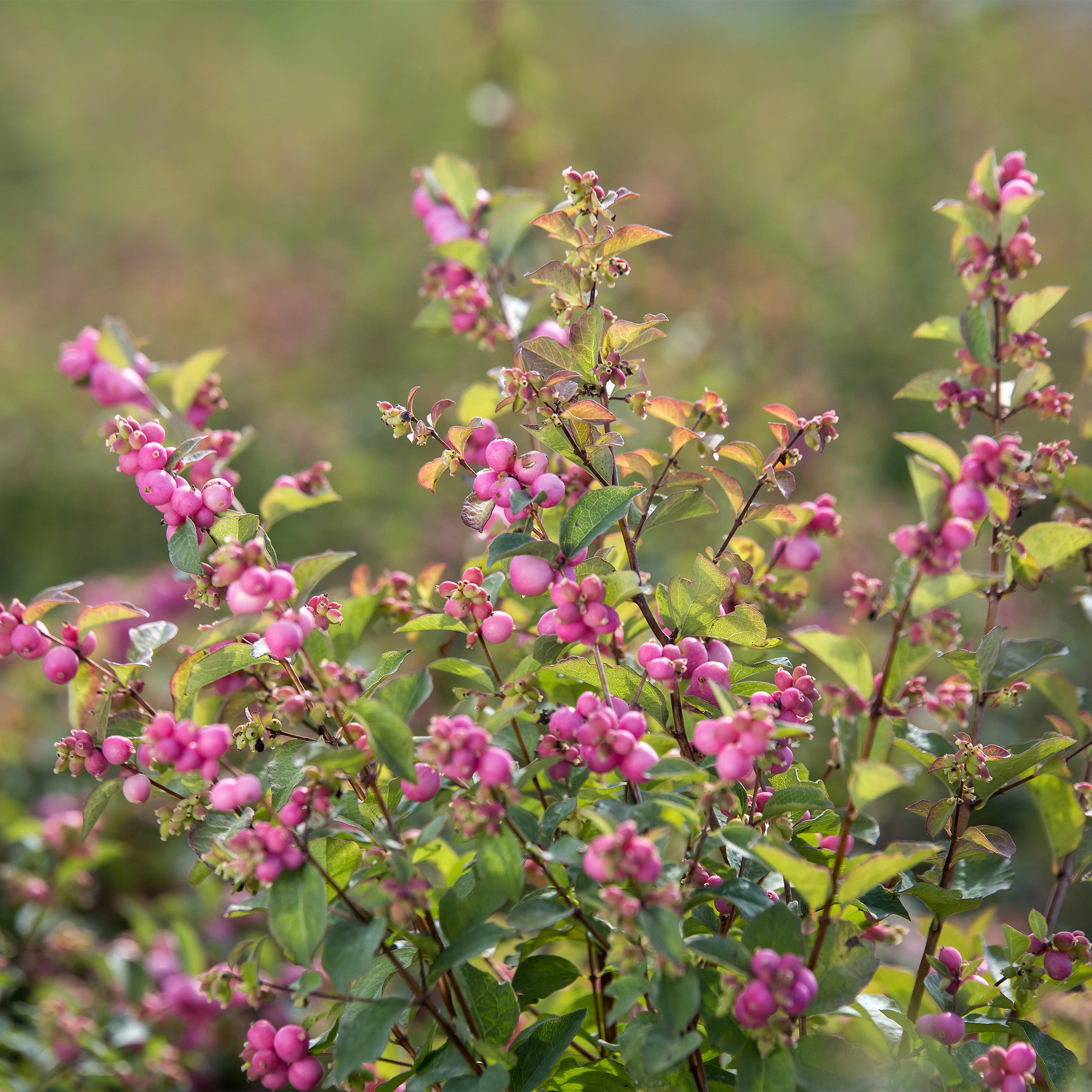 Candy™ Snowberry (Coral Berry) – Gasper Home & Garden