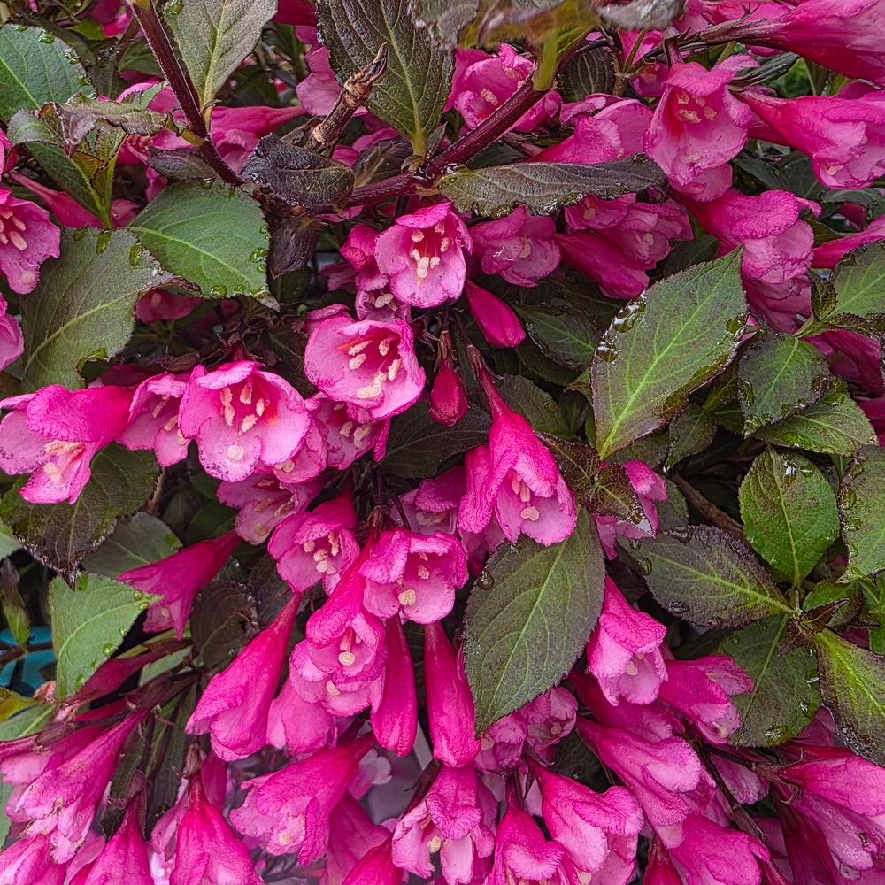 Very Fine Wine® Weigela