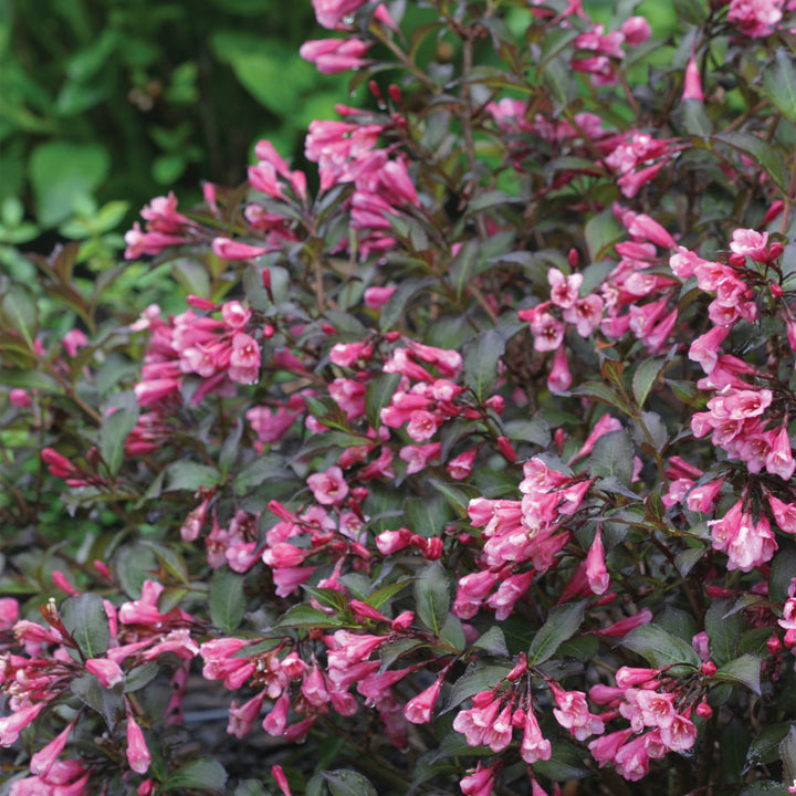 Very Fine Wine® Weigela