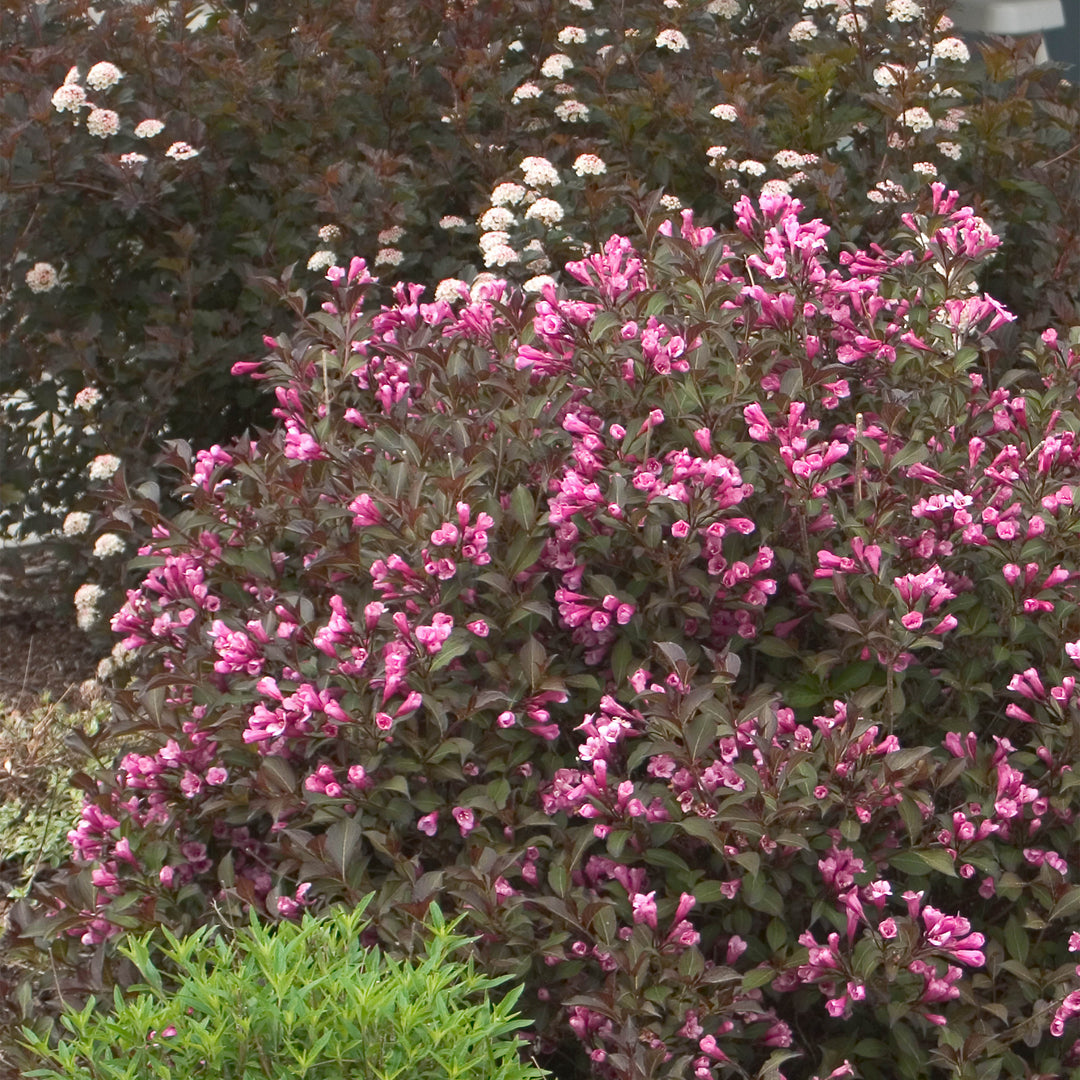 Very Fine Wine® Weigela