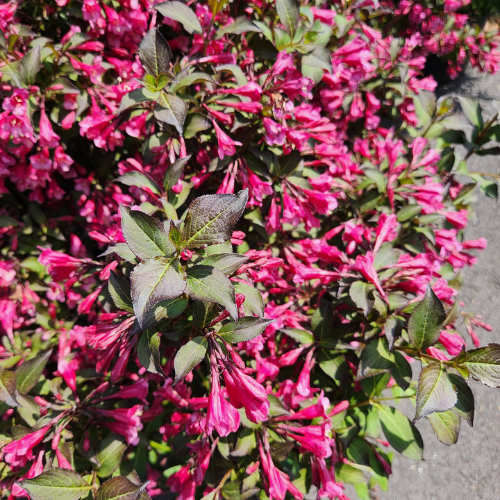 Very Fine Wine® Weigela