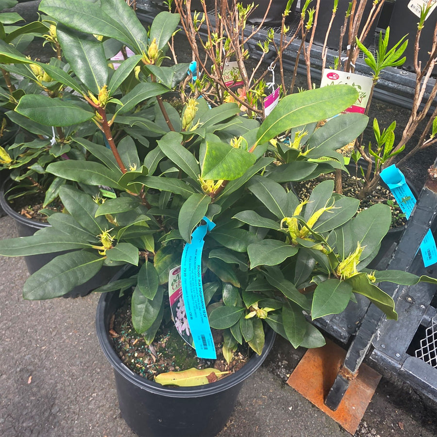 Independence Rosebay Rhododendron