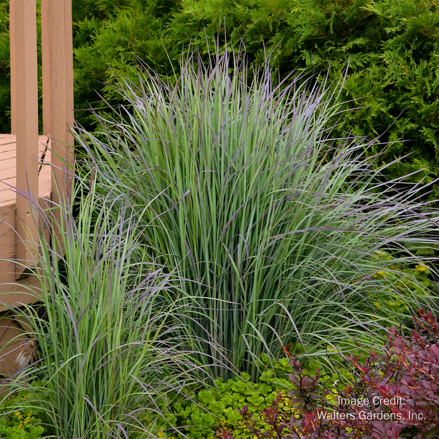Twilight Zone Little Bluestem