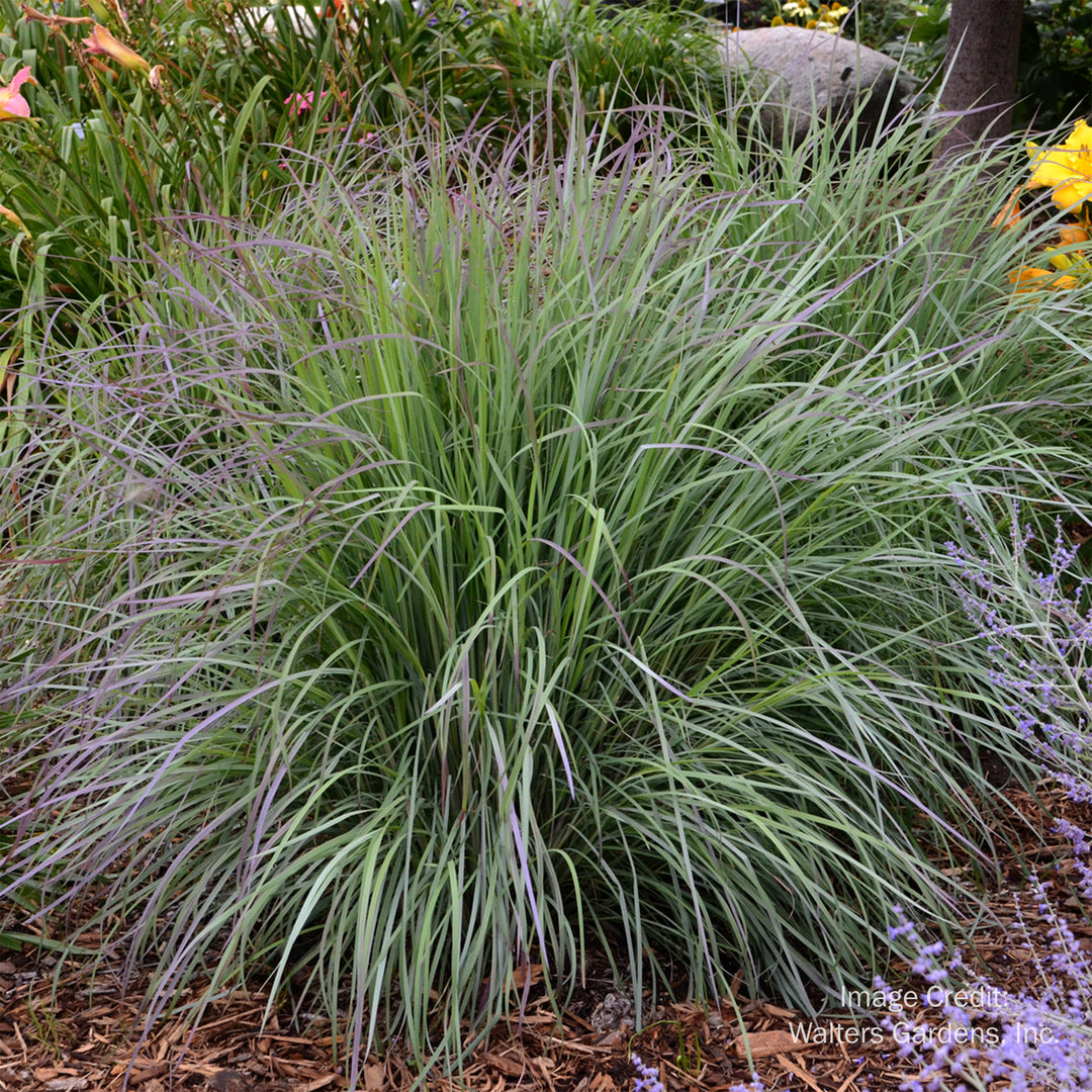 Twilight Zone Schizachyrium