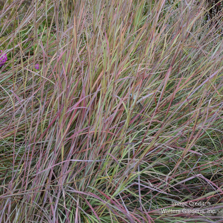 Twilight Zone Schizachyrium