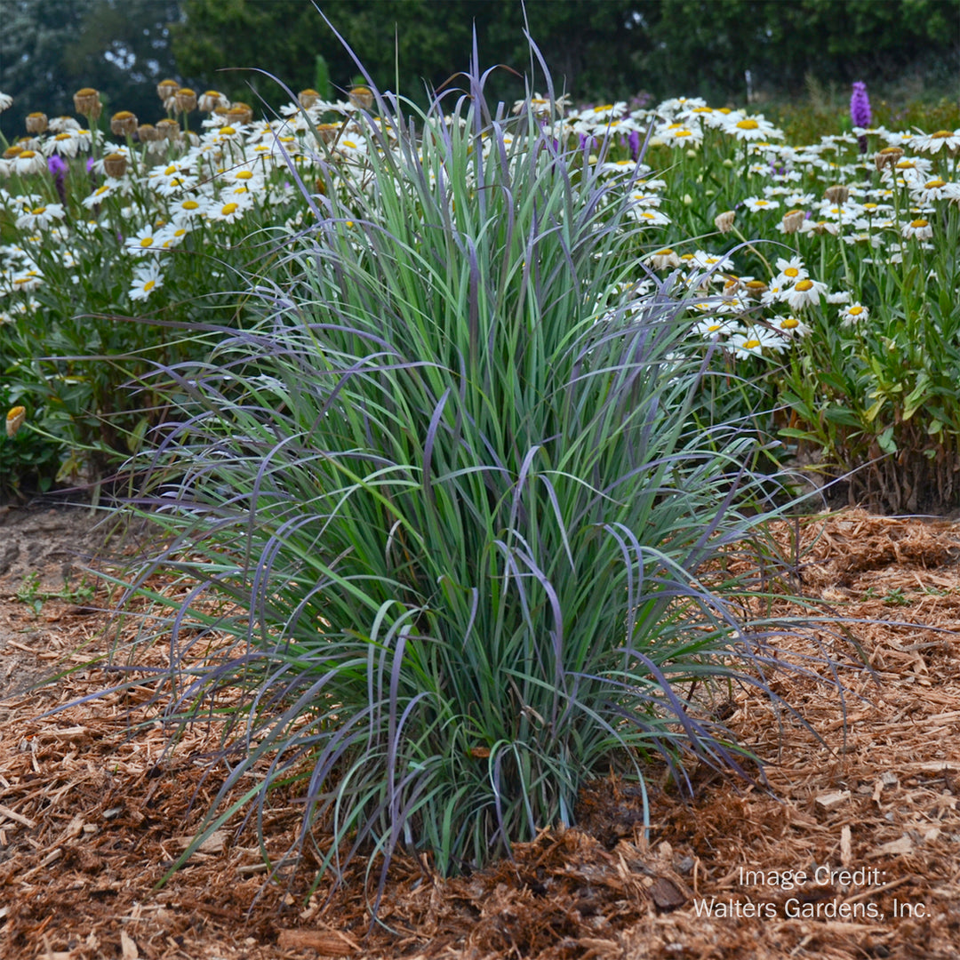 Twilight Zone Schizachyrium