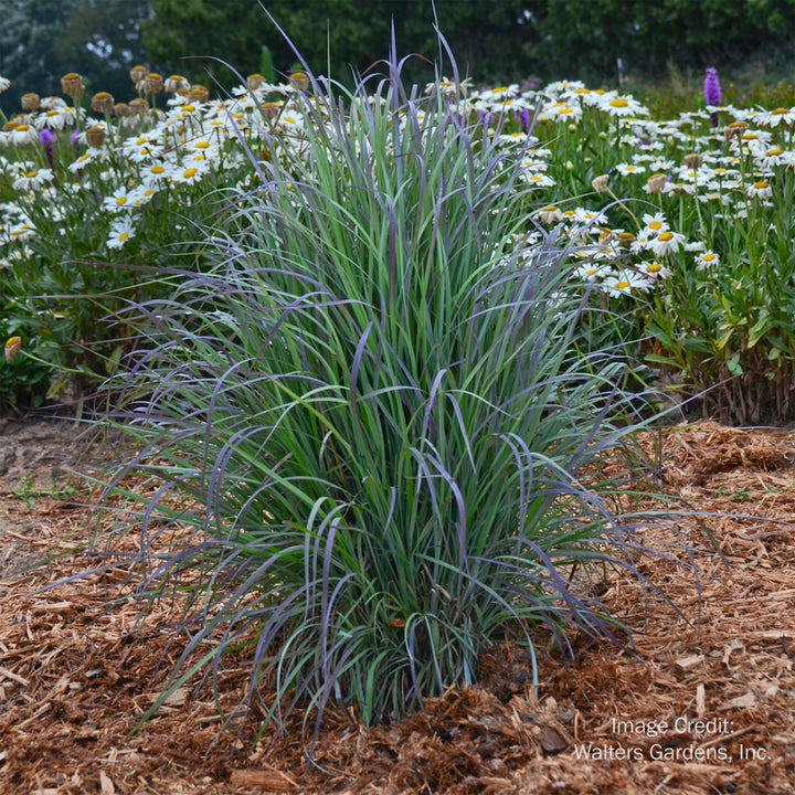 Twilight Zone Schizachyrium
