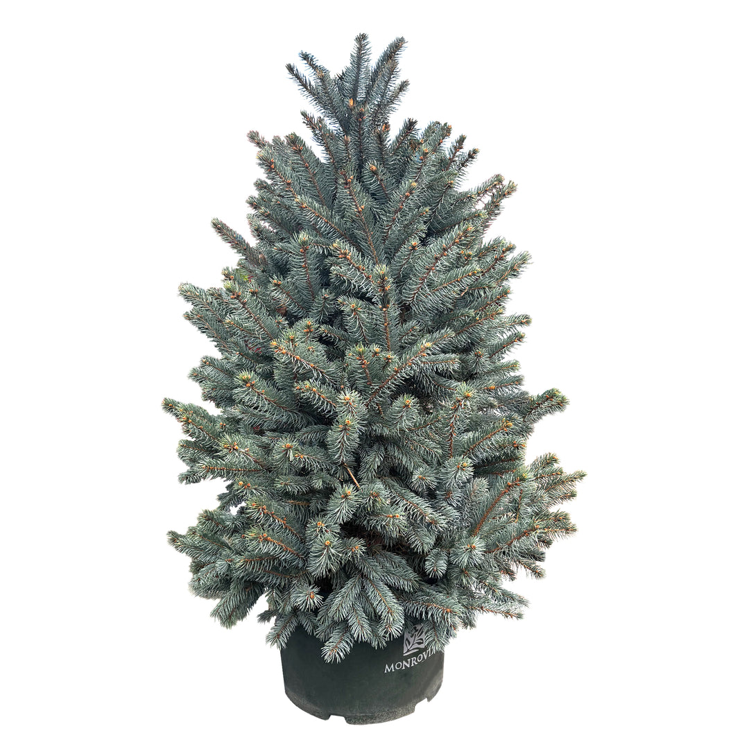 Fat Albert Blue Spruce