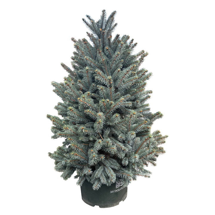 Fat Albert Blue Spruce
