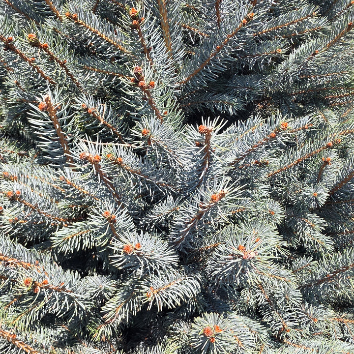 Fat Albert Blue Spruce