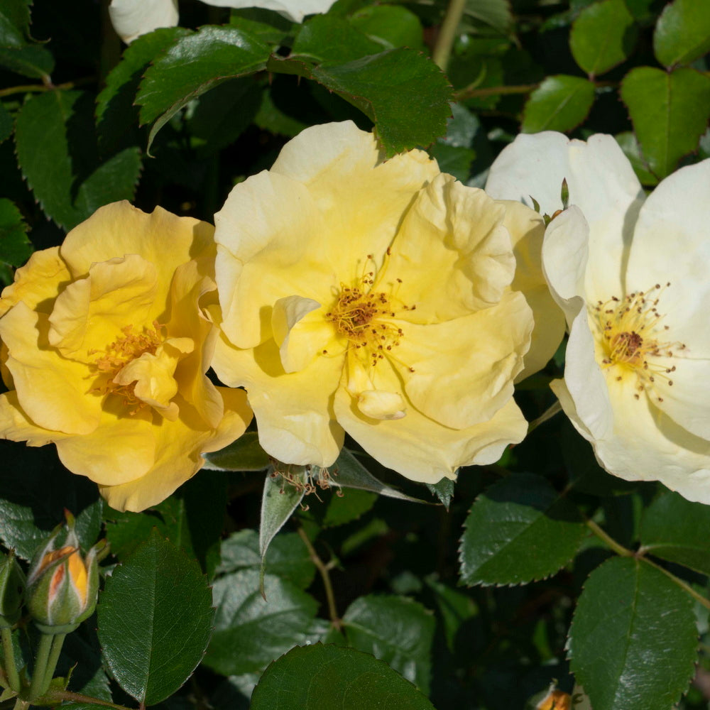 Easy Bee-zy™ Knock Out Rose®