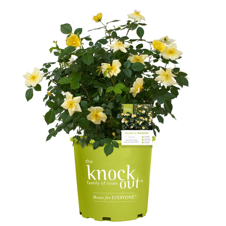 Easy Bee-zy™ Knock Out Rose®