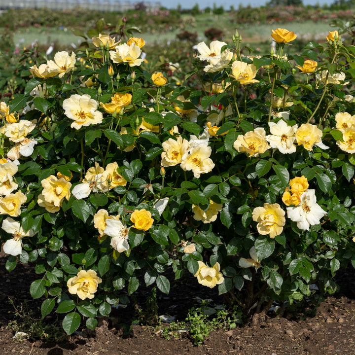Easy Bee-zy™ Knock Out Rose®