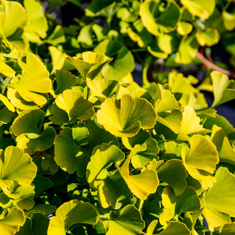 Mariken Maidenhair