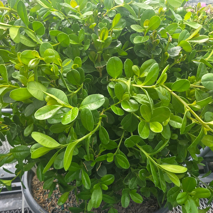 Sprinter® Boxwood
