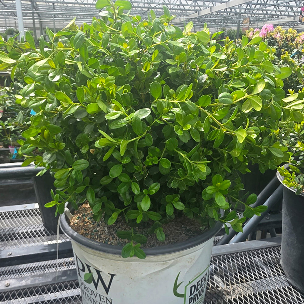 Sprinter® Boxwood