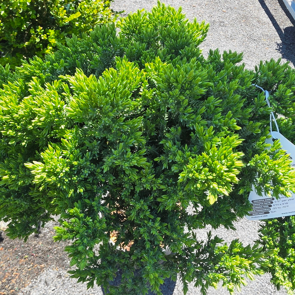 Dwarf Japanese Garden Juniper - Tree Form