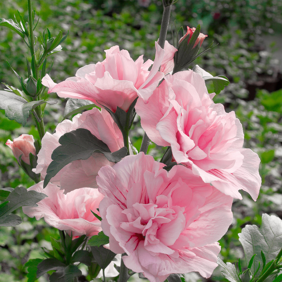Pink Chiffon® Rose of Sharon - Tree Form