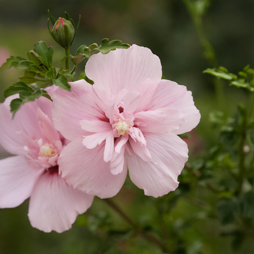 Pink Chiffon® Rose of Sharon - Tree Form