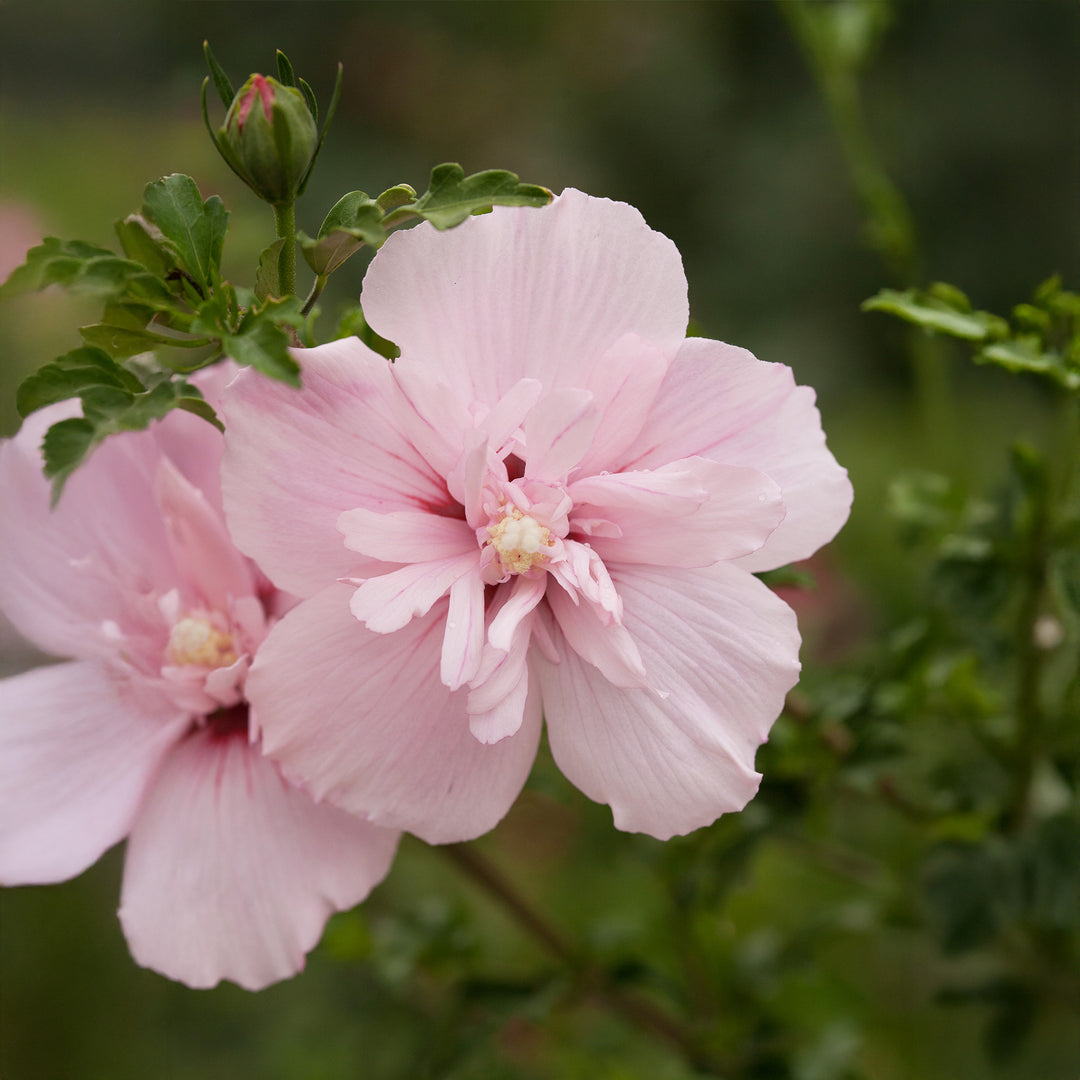 Pink Chiffon® Rose of Sharon - Tree Form