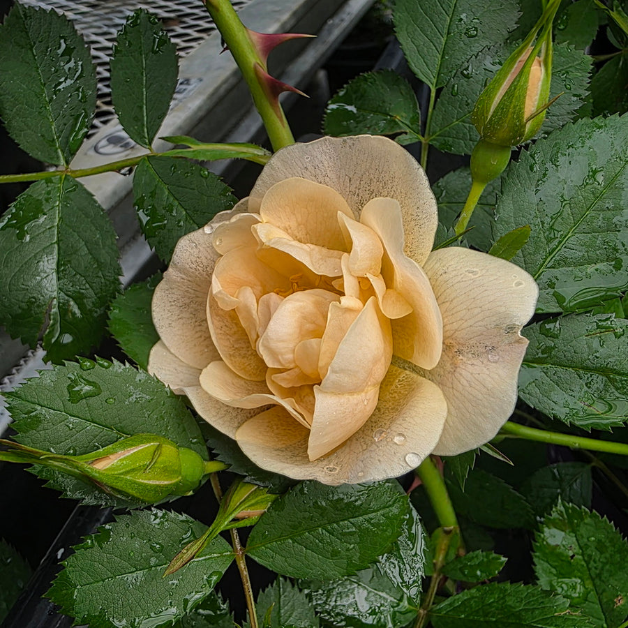 Above and Beyond™ Climbing Rose