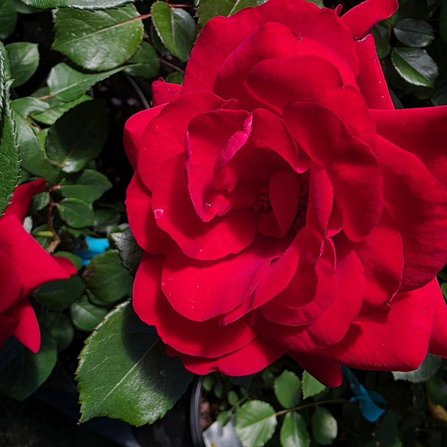 Crimson Sky™ Climbing Rose
