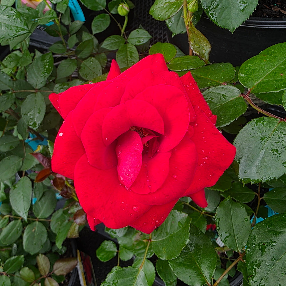 Crimson Sky™ Climbing Rose